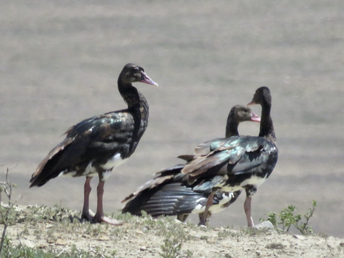 Spur-winged Goose (Southern) - Simon Pearce