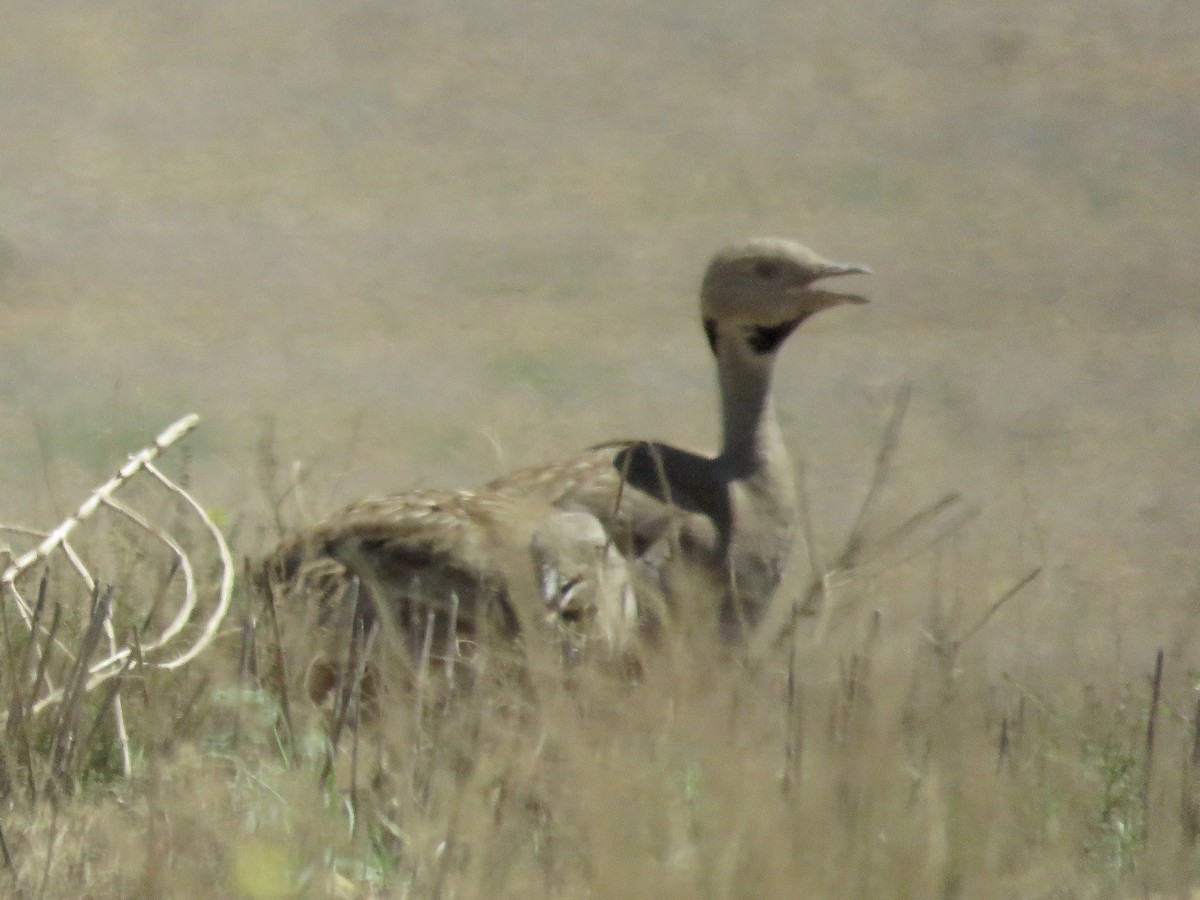 Karoo Bustard - ML617707741