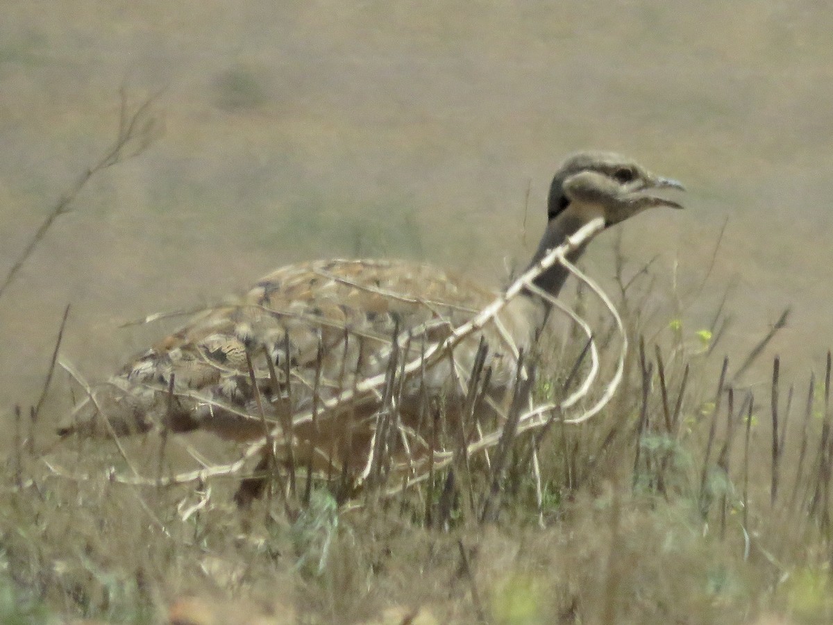 Sisón del Karoo - ML617707743