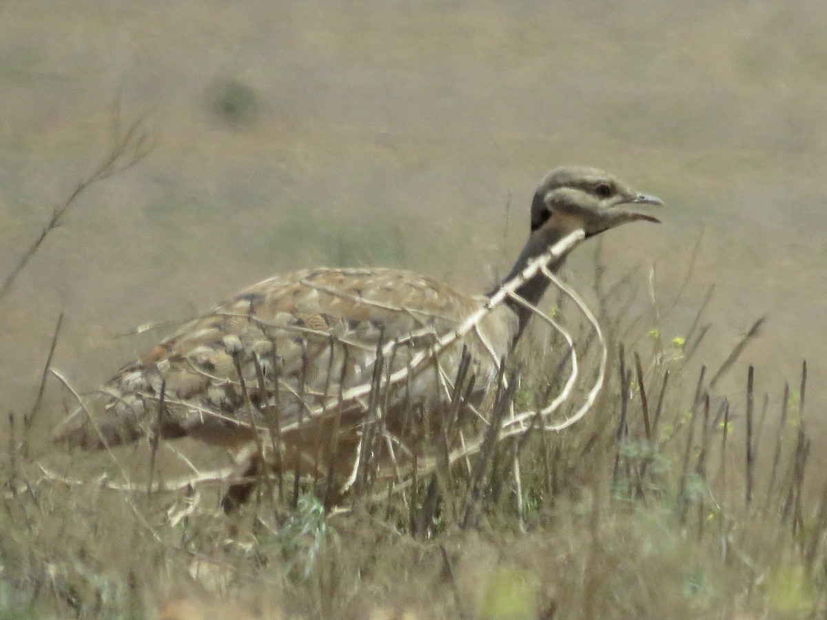 Karoo Bustard - ML617707747