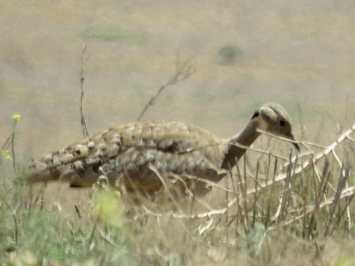 Karoo Bustard - Simon Pearce