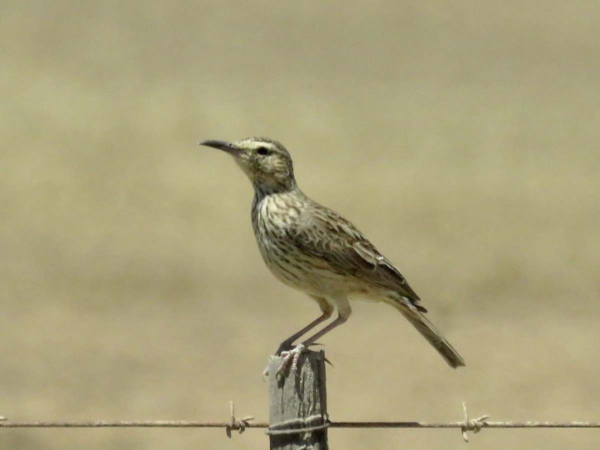 Cape Lark (Agulhas) - ML617707763