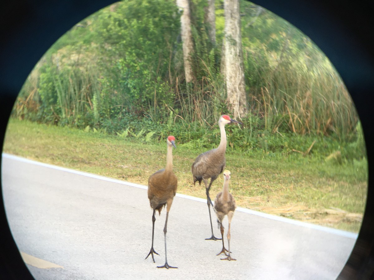 jeřáb kanadský - ML617707778