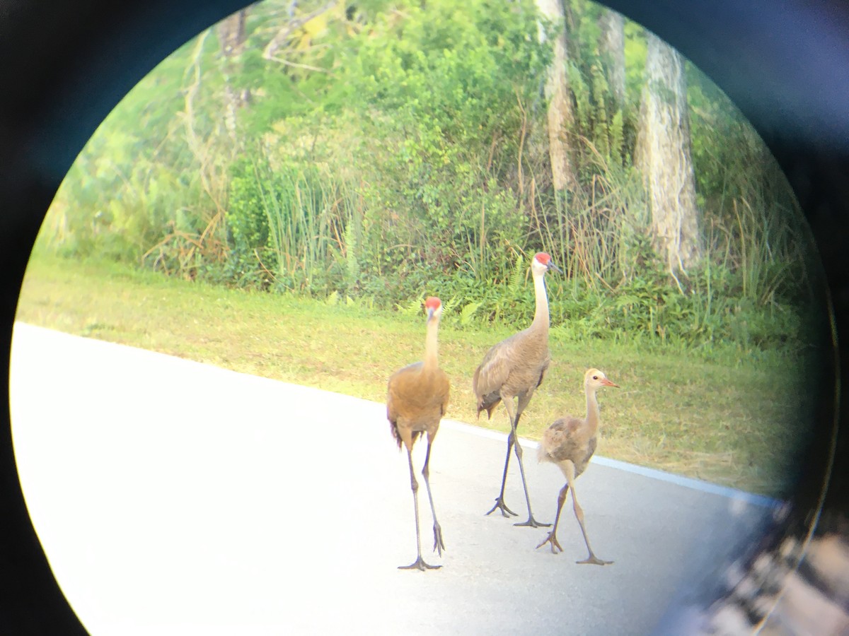 jeřáb kanadský - ML617707779