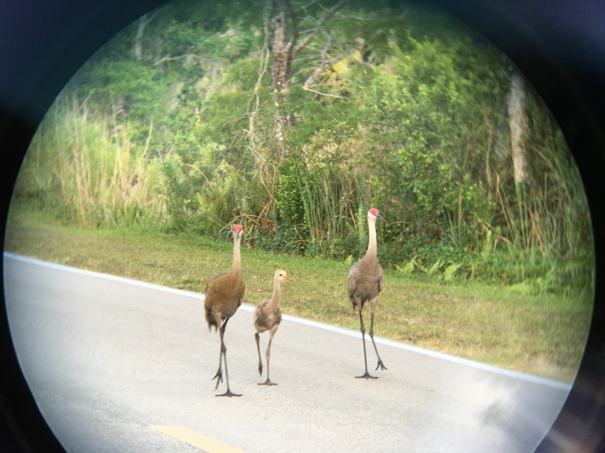 jeřáb kanadský - ML617707780