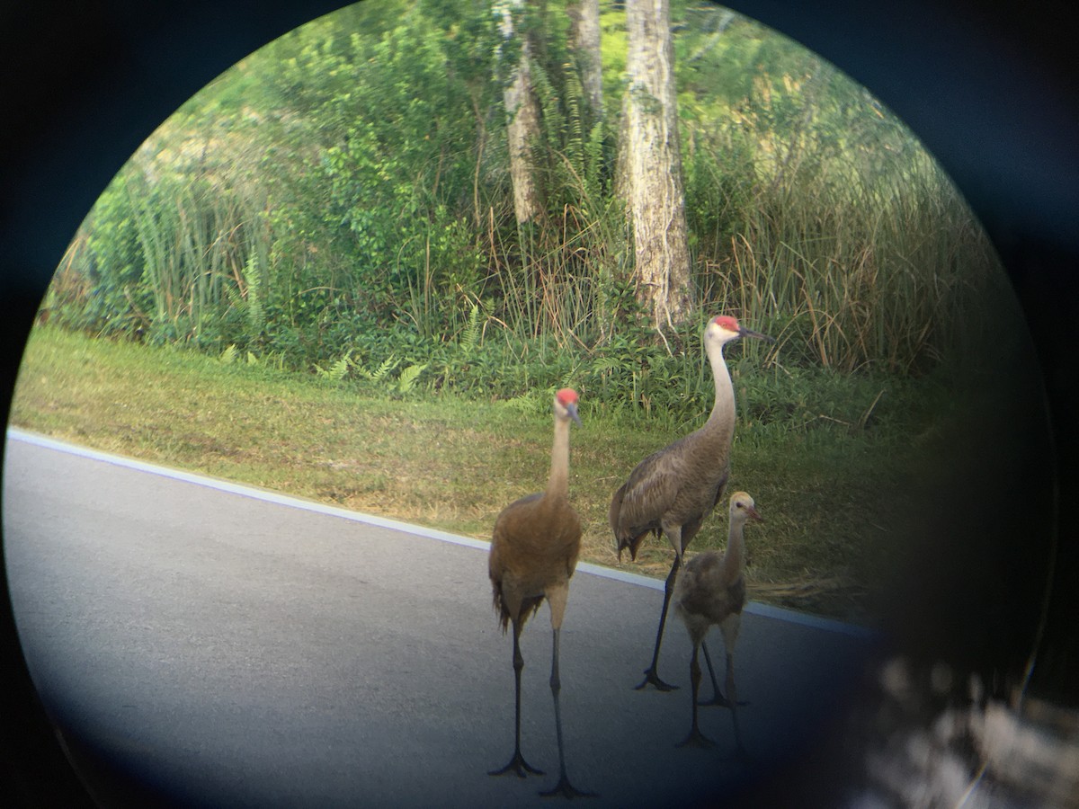 jeřáb kanadský - ML617707781