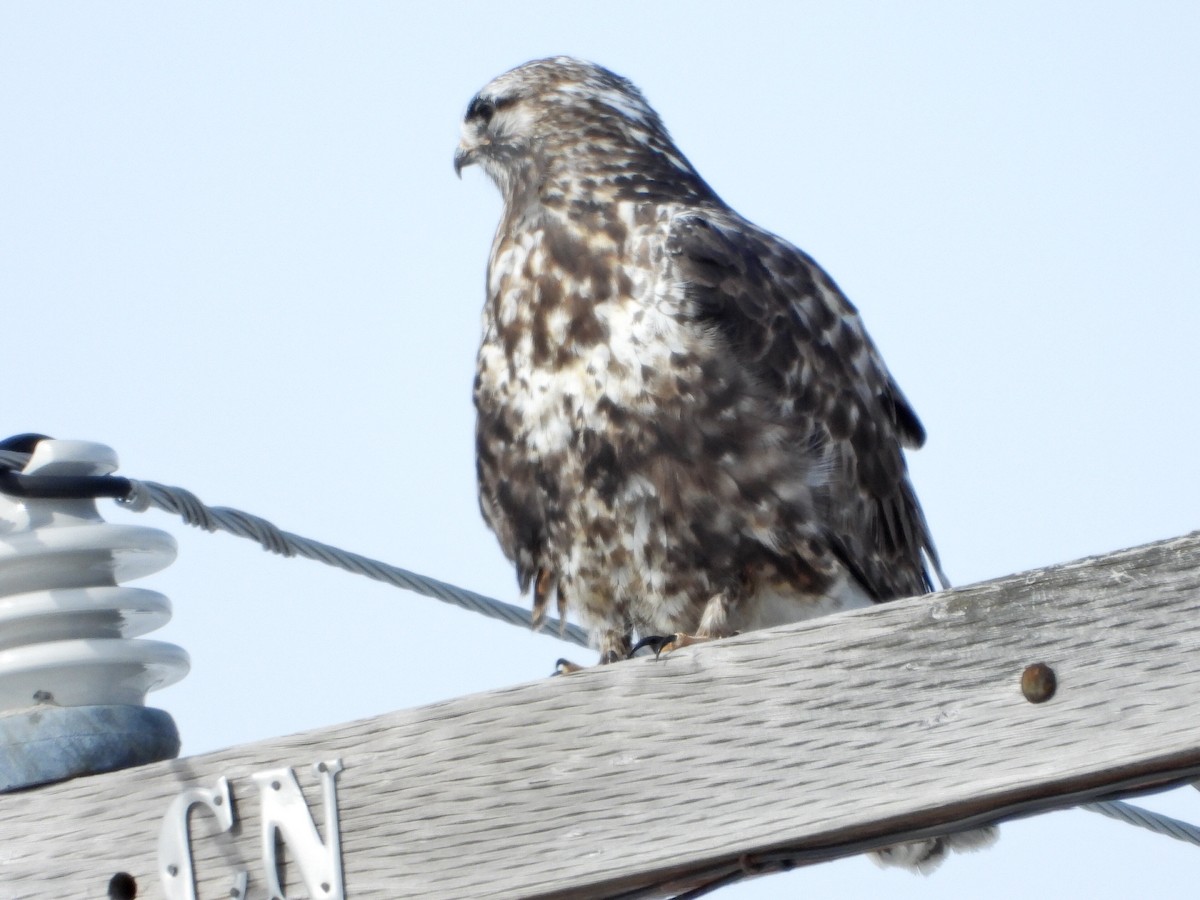 Rough-legged Hawk - ML617707804