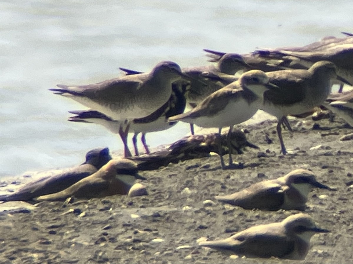 Tibetan Sand-Plover - Jhih-Wei (志偉) TSAI (蔡)