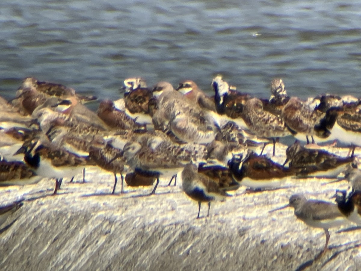 Ruddy Turnstone - ML617707860