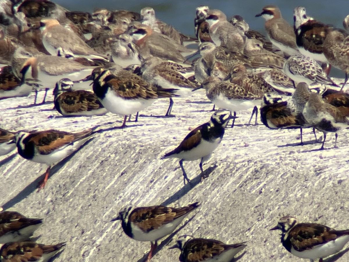 Ruddy Turnstone - ML617707861