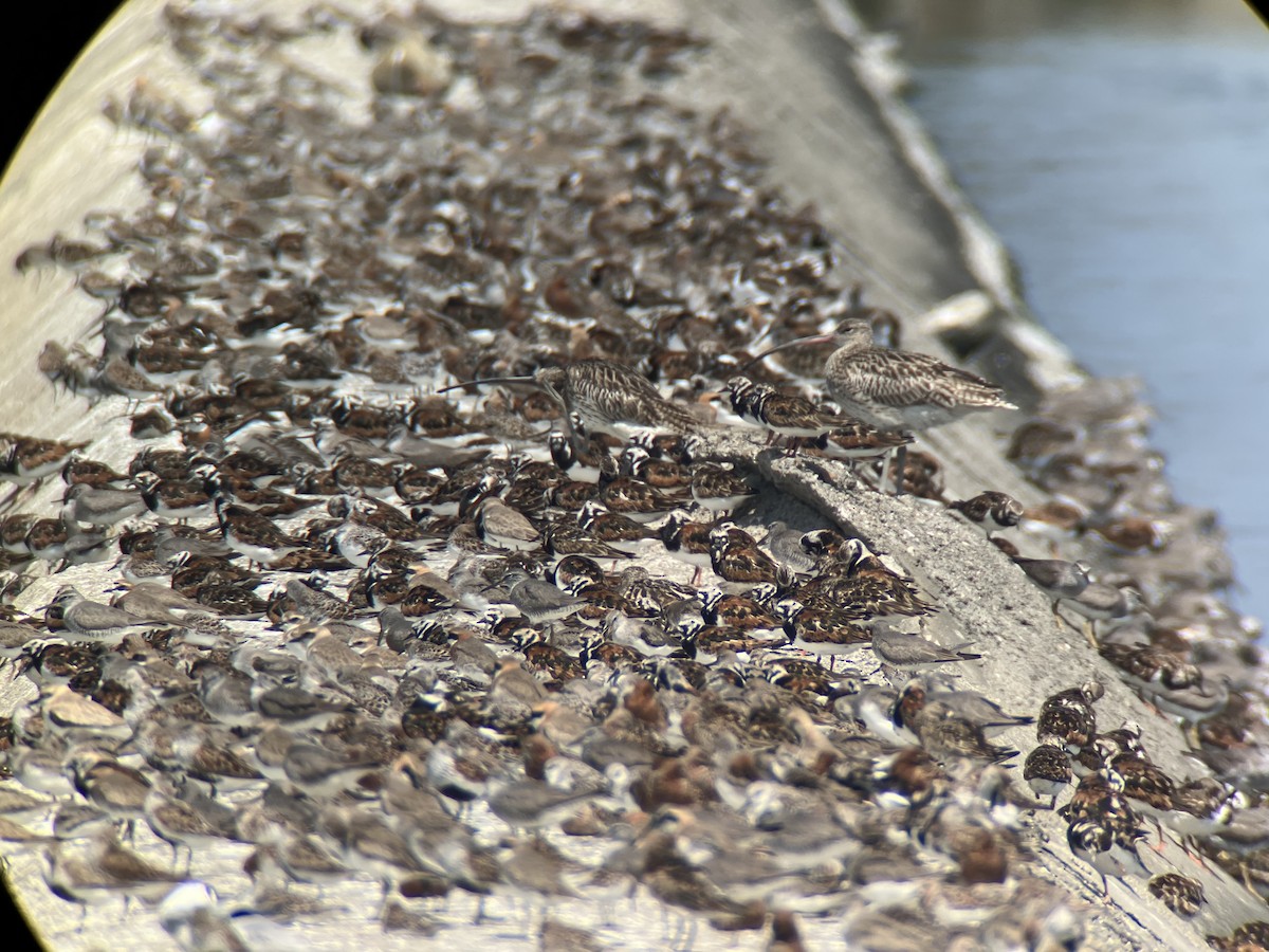 Ruddy Turnstone - ML617707862