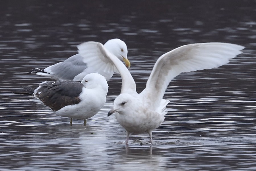 Glaucous Gull - Ed Kaminski