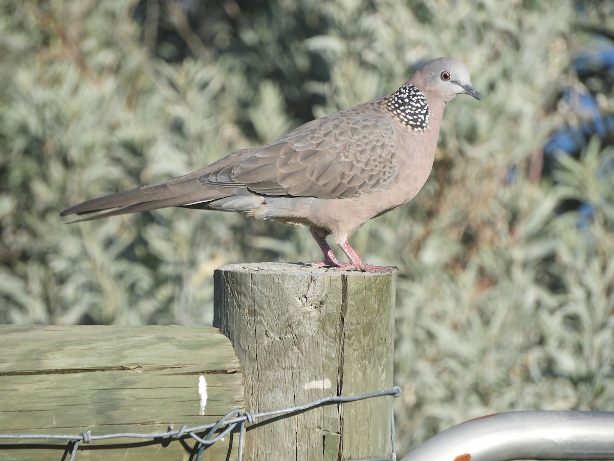 Spotted Dove - Charles Silveira