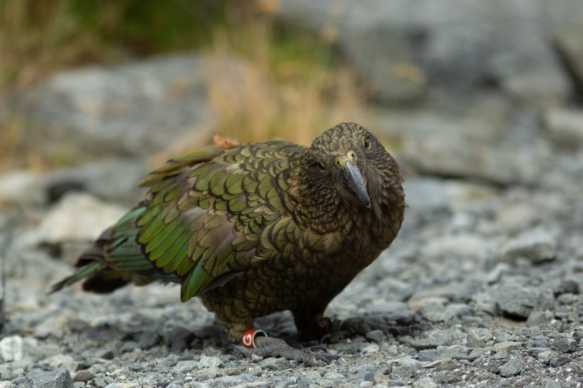 kea - ML617707872