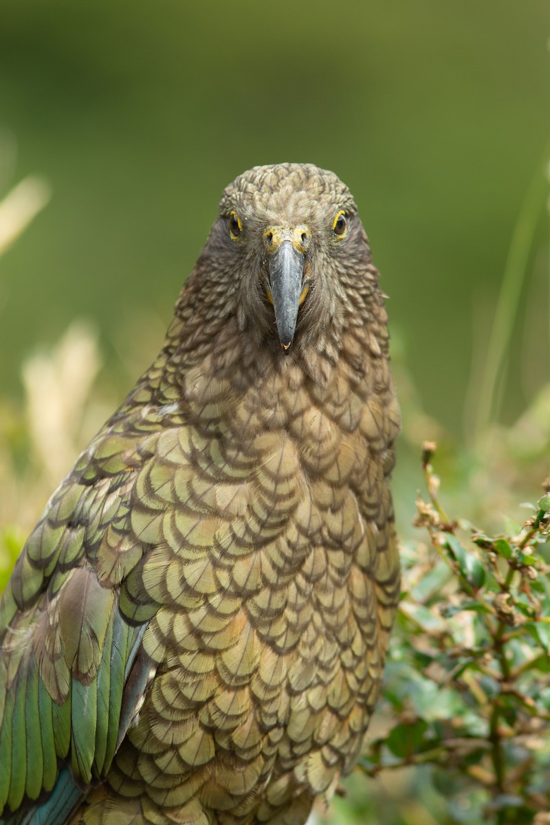 Kea - ML617707873