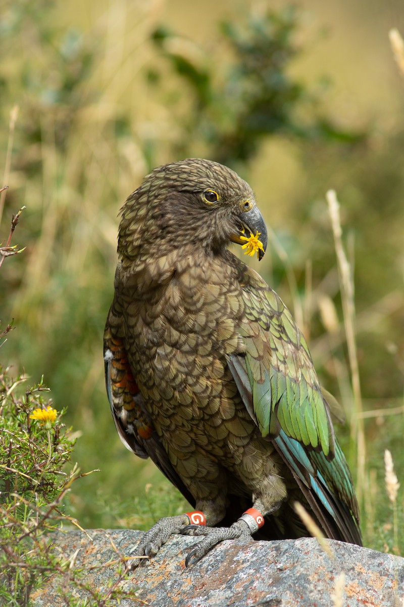 Kea - ML617707876