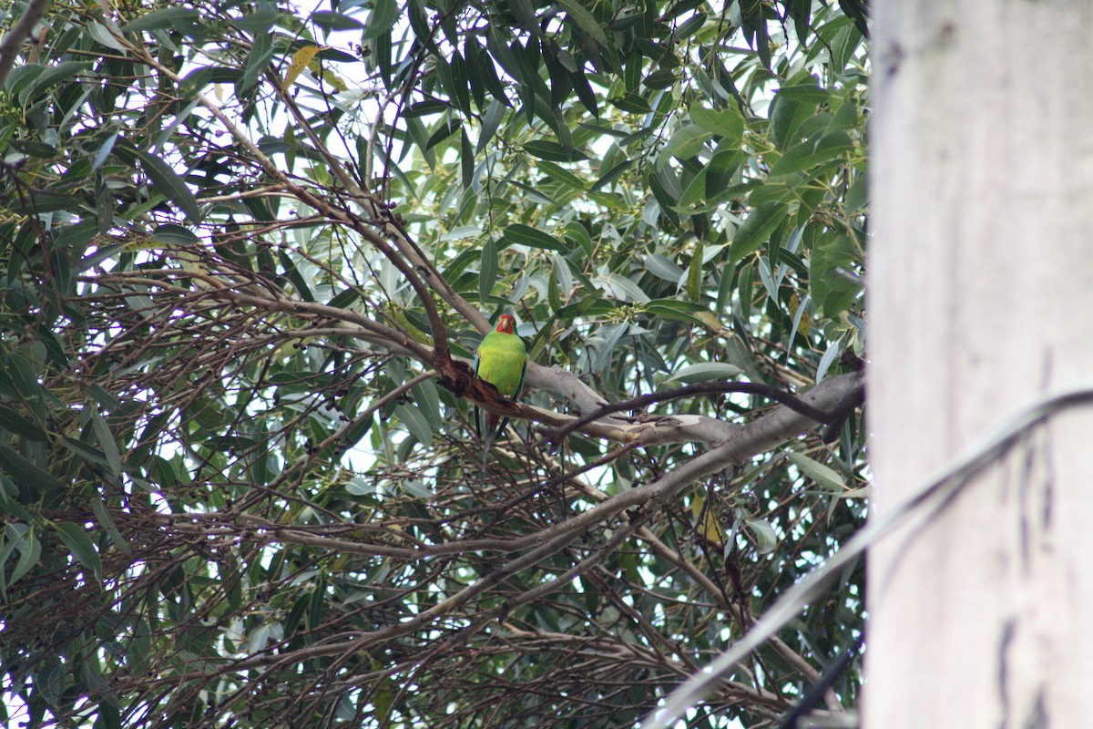 Swift Parrot - ML617707897