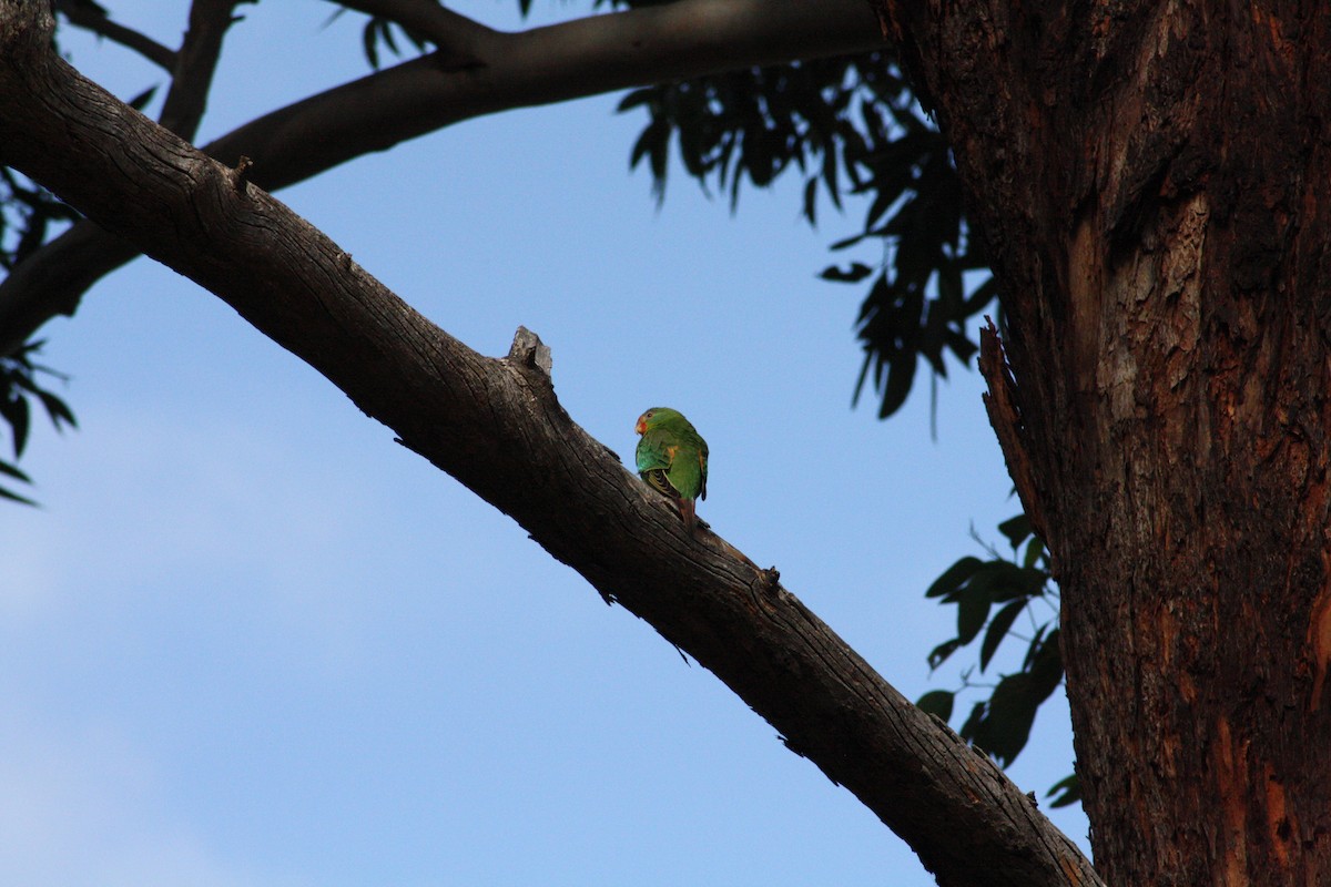 Swift Parrot - ML617707898