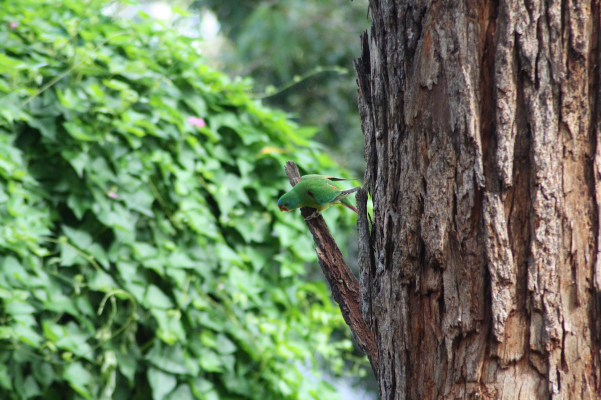 Swift Parrot - Robert Wright