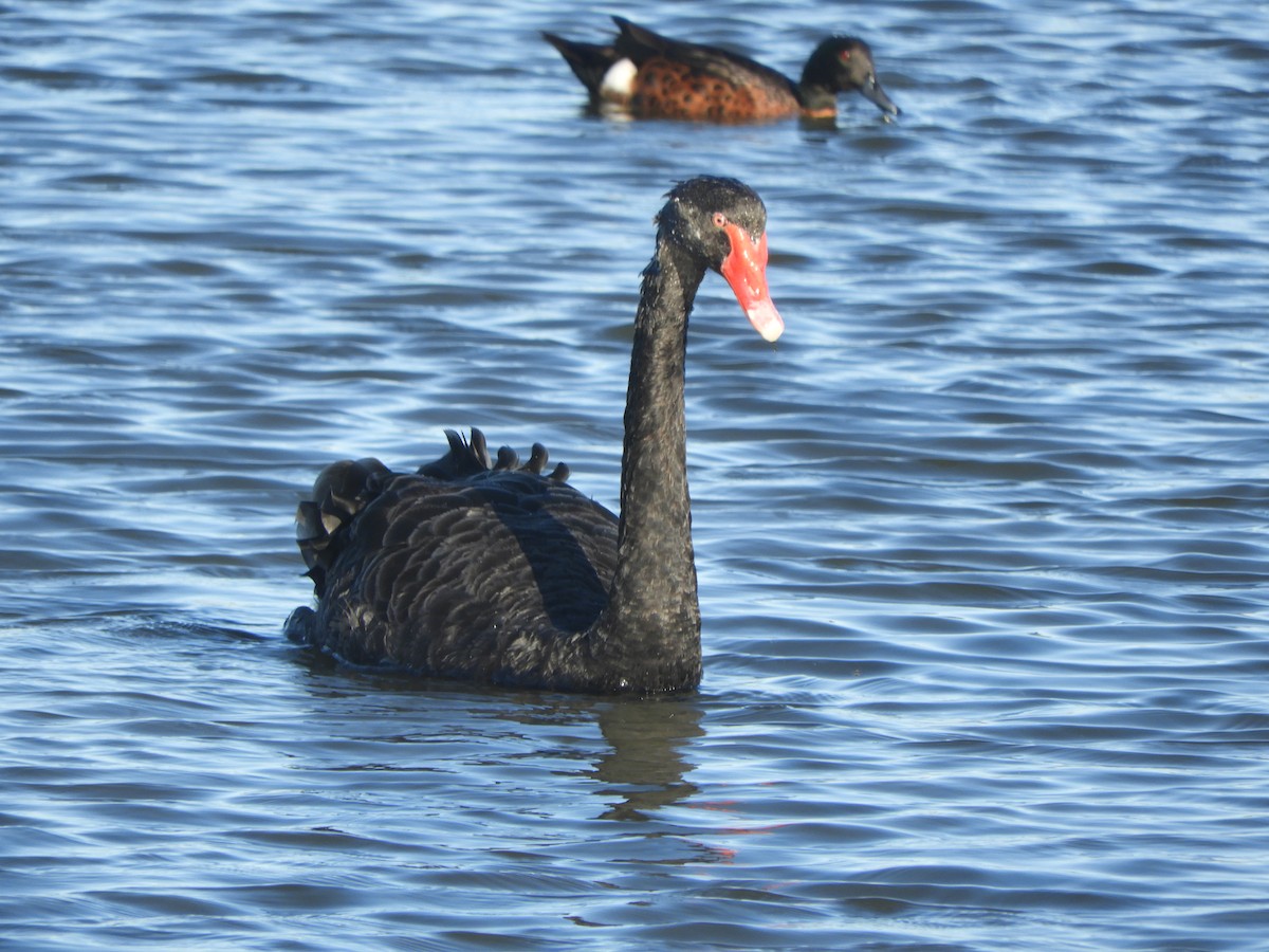 Black Swan - Charles Silveira
