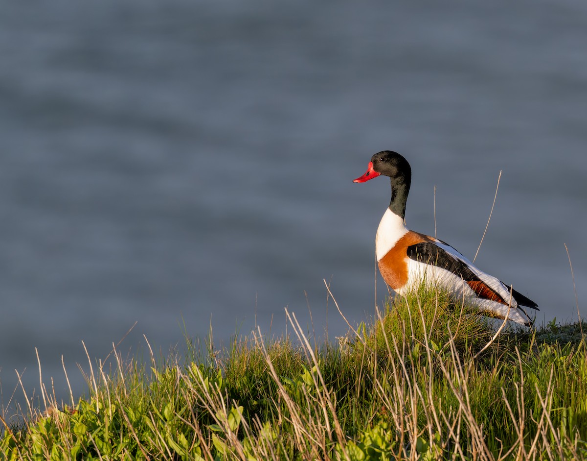 Common Shelduck - ML617707961