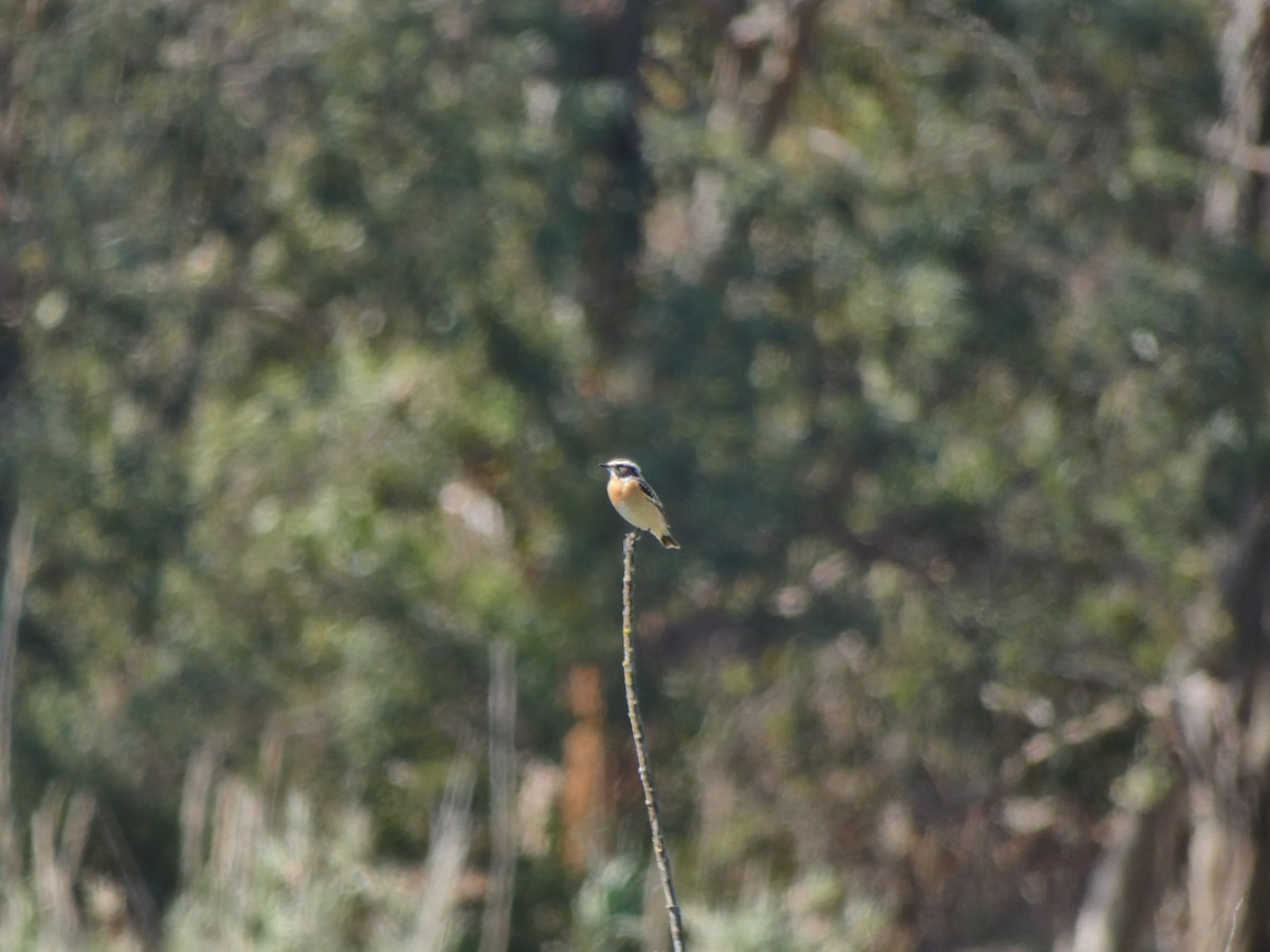 Whinchat - ML617707972
