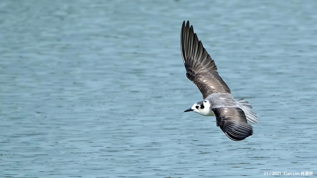 White-winged Tern - ML617708052