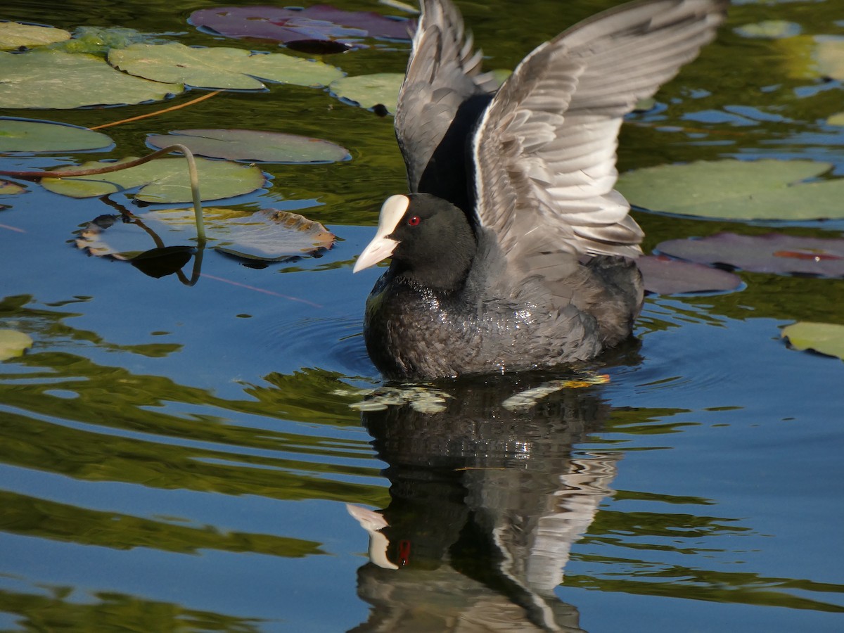 Eurasian Coot - ML617708069