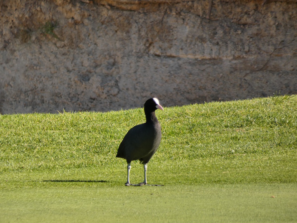 Eurasian Coot - ML617708071