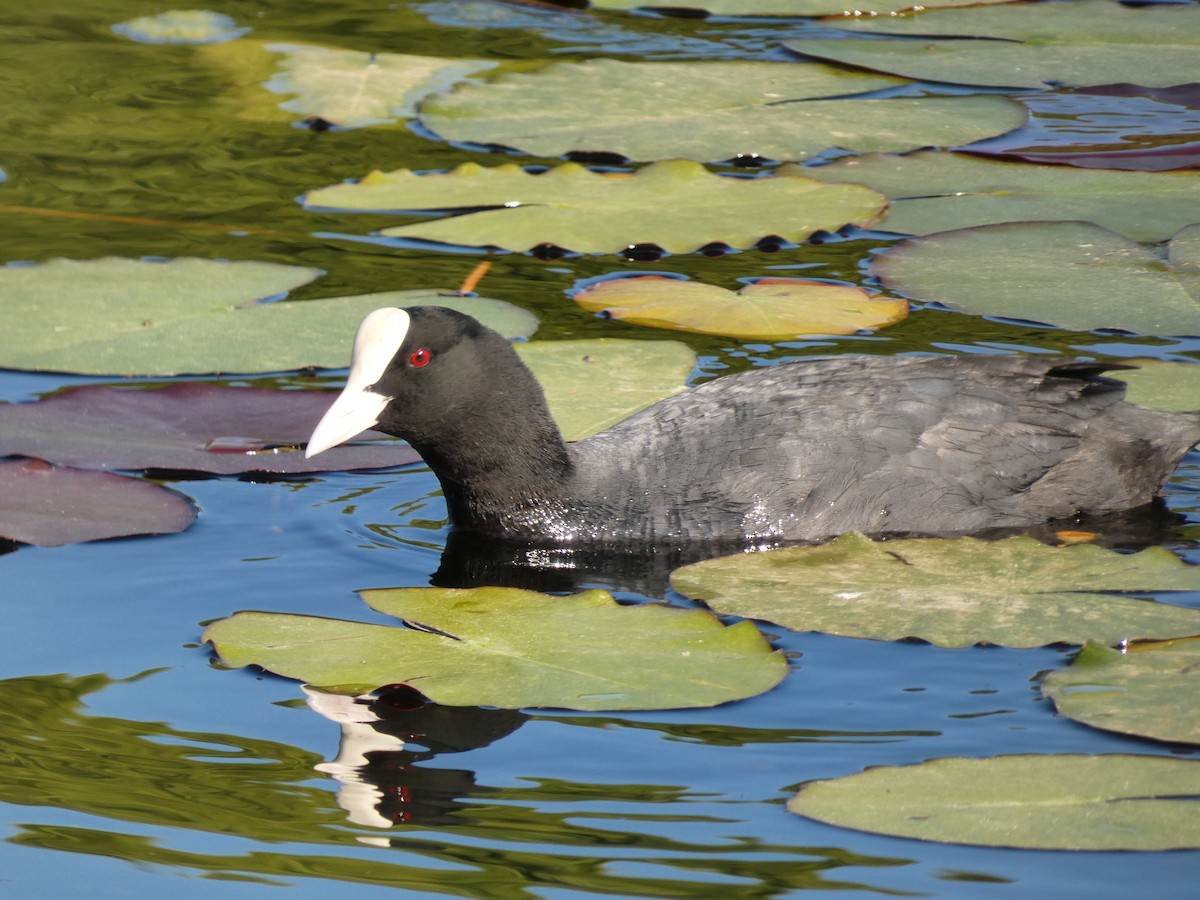 Eurasian Coot - ML617708072