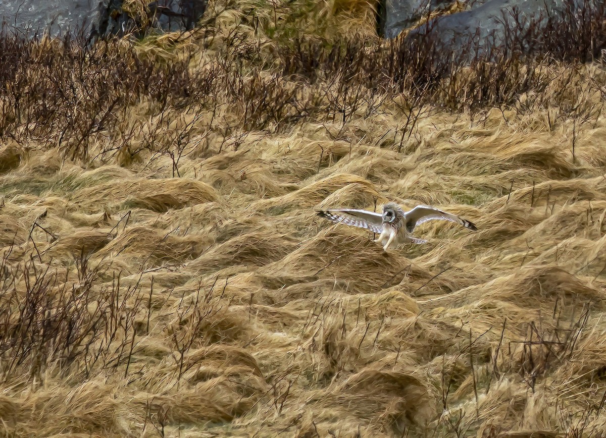 Short-eared Owl - ML617708078