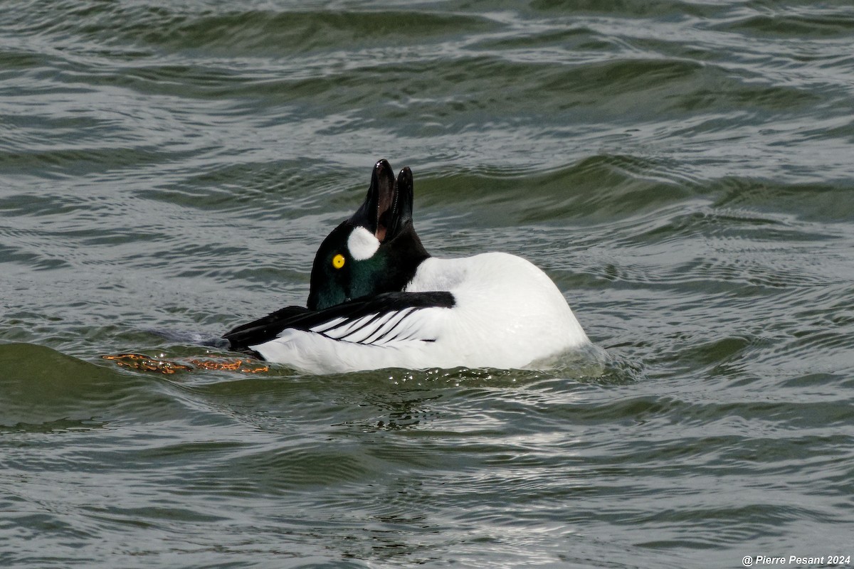 Common Goldeneye - ML617708131