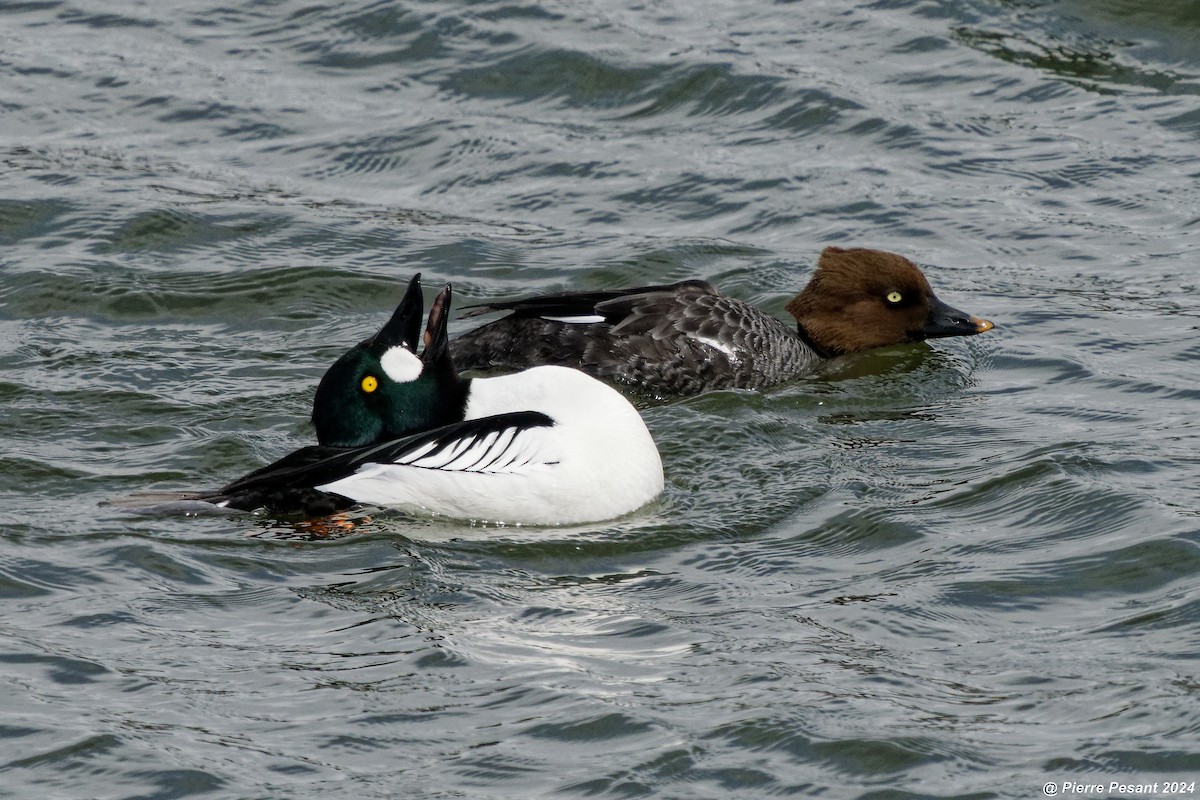 Common Goldeneye - ML617708132