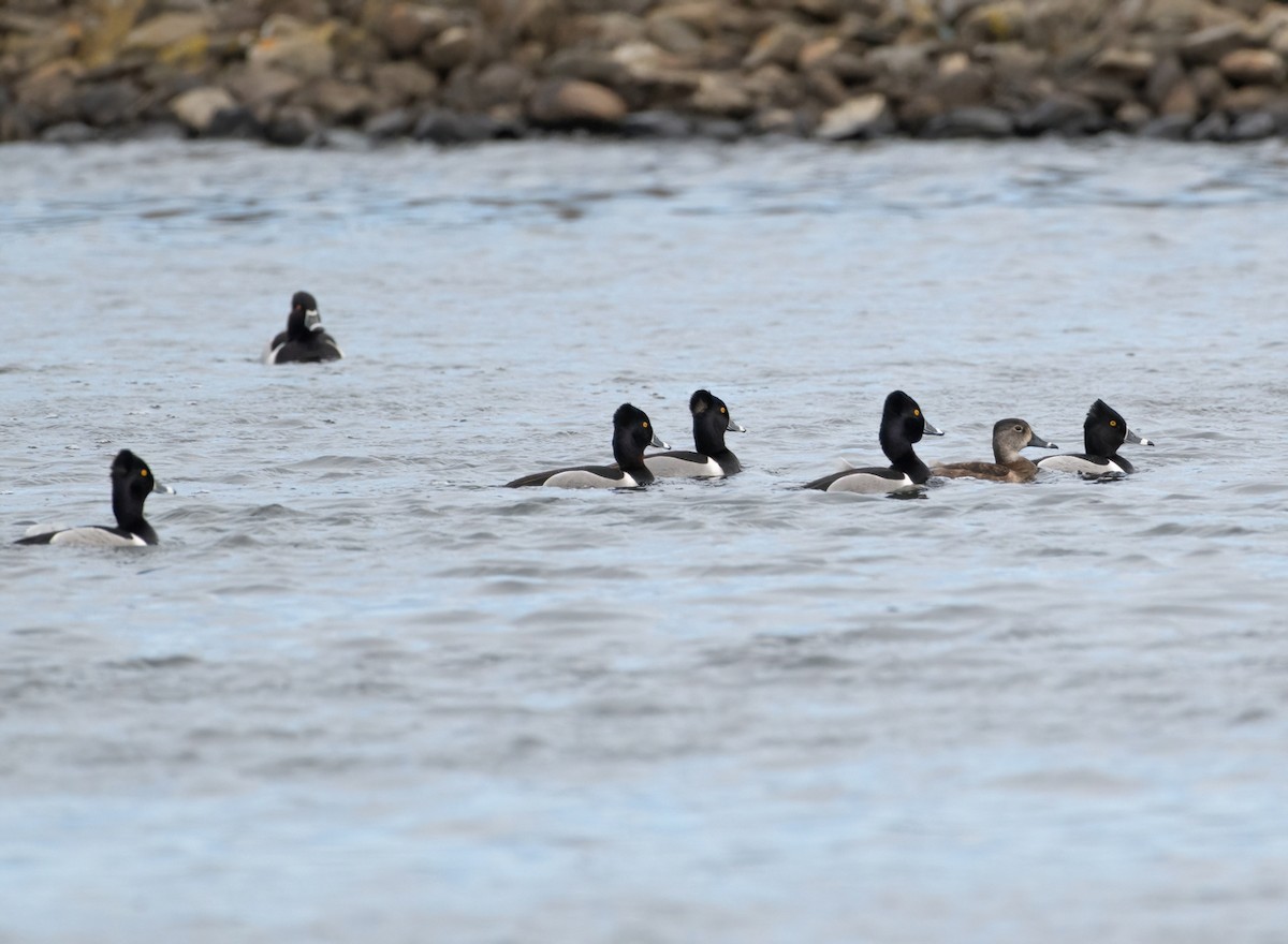 Ring-necked Duck - ML617708190