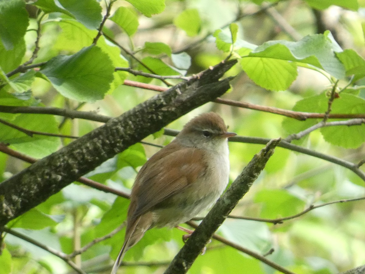 Cetti's Warbler - claudio magni