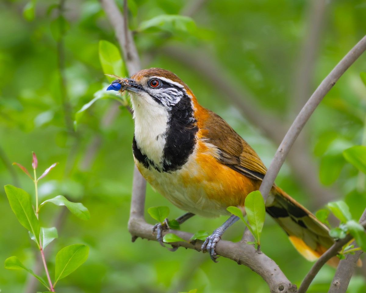 Greater Necklaced Laughingthrush - ML617708223
