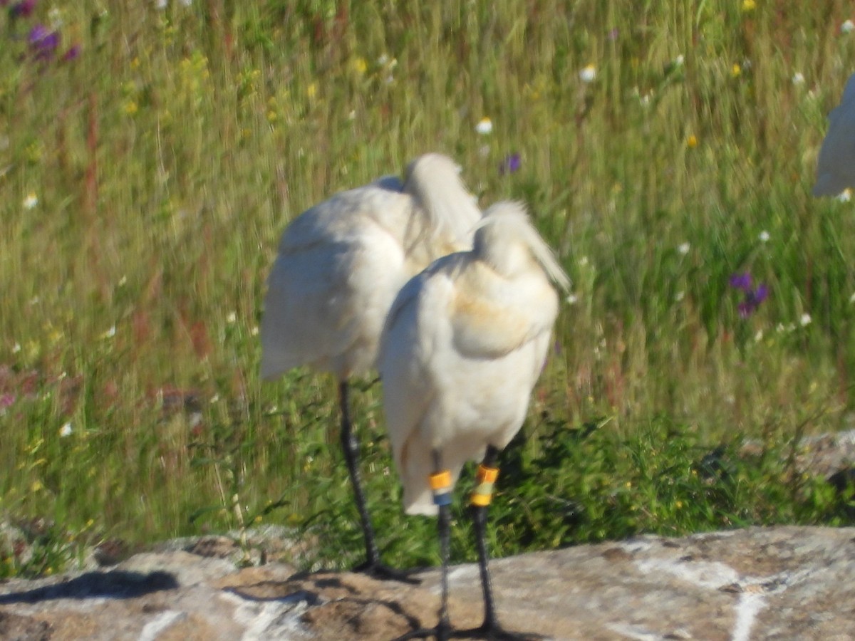 Eurasian Spoonbill - ML617708245