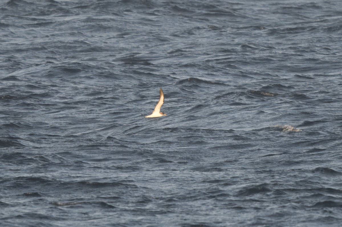 Cory's Shearwater (Scopoli's) - Hugo Blanco