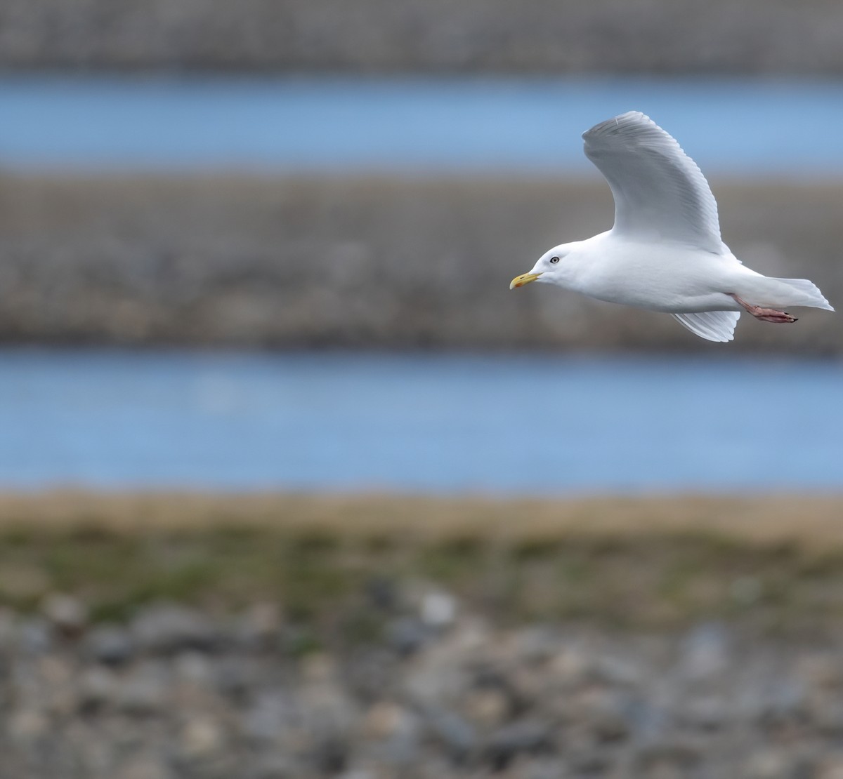 Goéland arctique - ML617708293