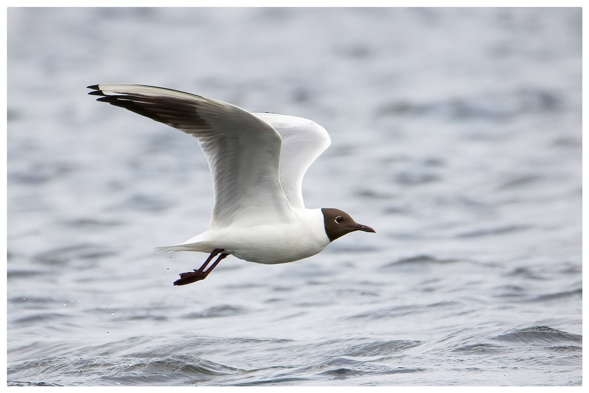 Black-headed Gull - A W