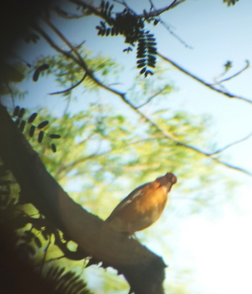 Orange-headed Thrush - ML617708465