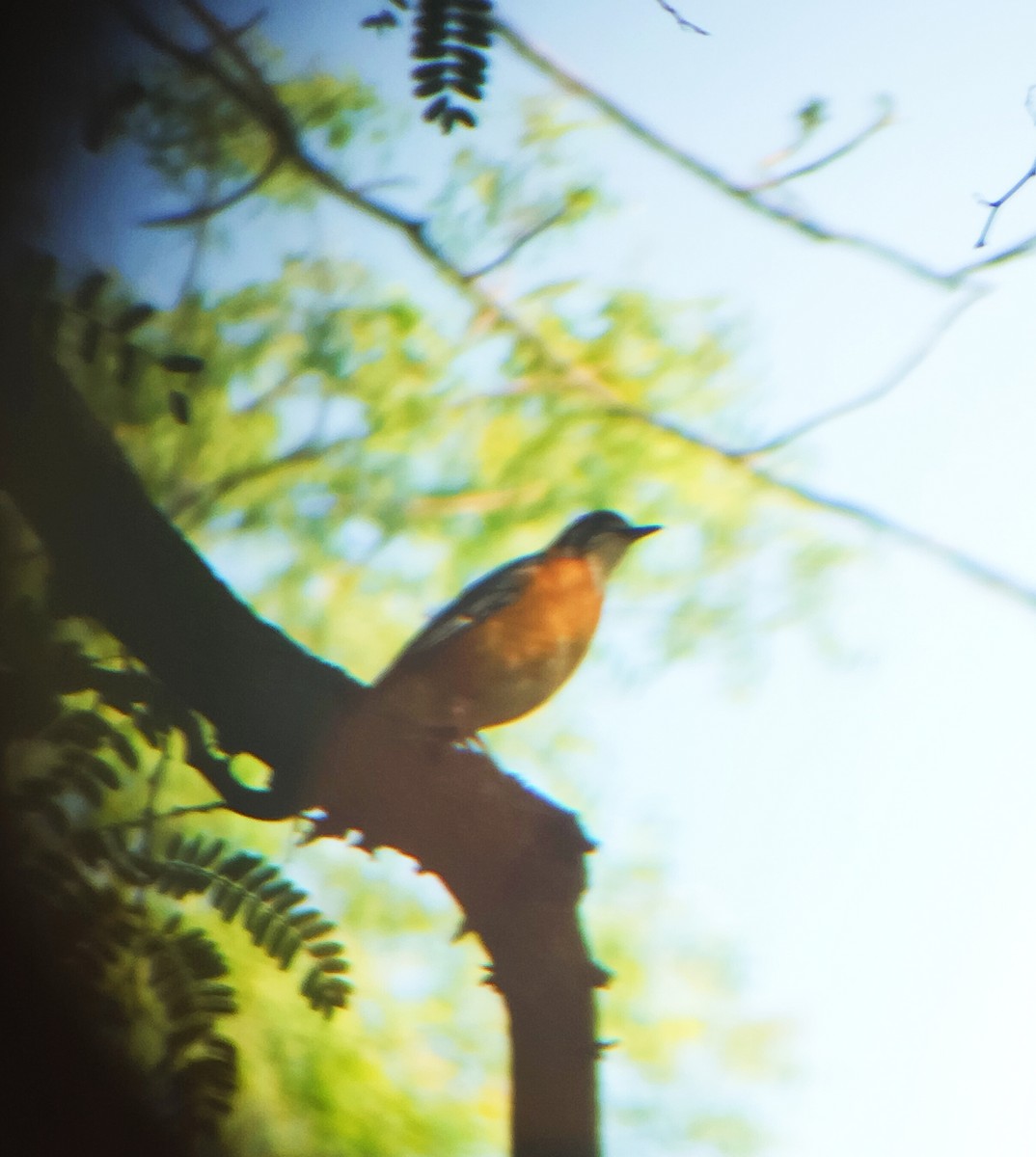 Orange-headed Thrush - ML617708467