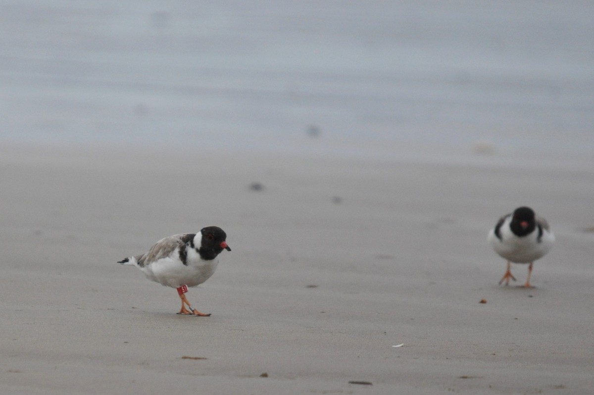 Hooded Plover - ML617708515