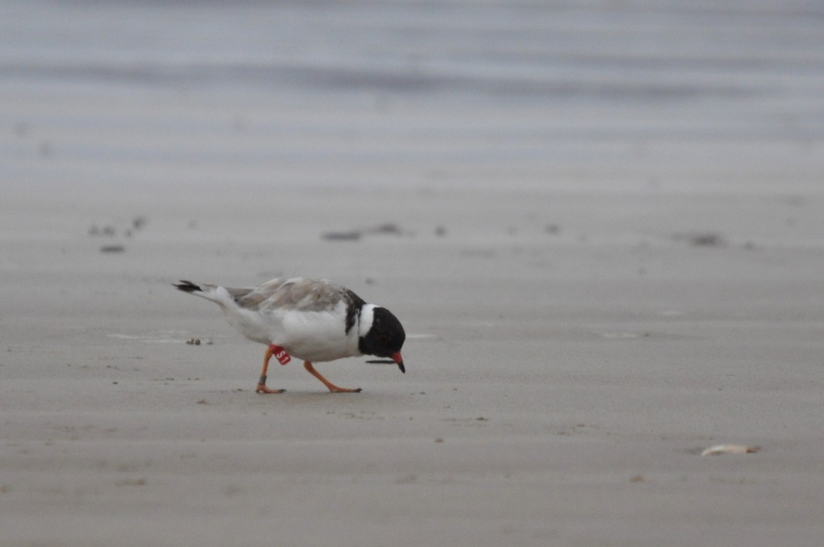 Hooded Plover - ML617708518