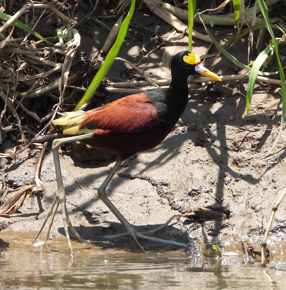 Jacana Centroamericana - ML617708528