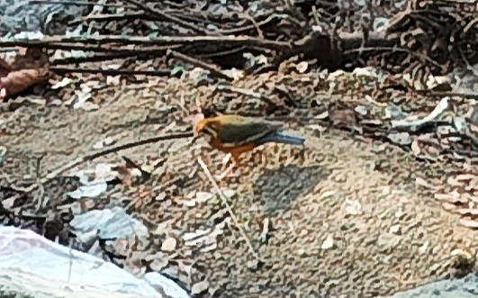 Orange-headed Thrush - ML617708529