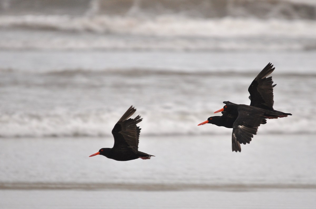 Sooty Oystercatcher - ML617708530