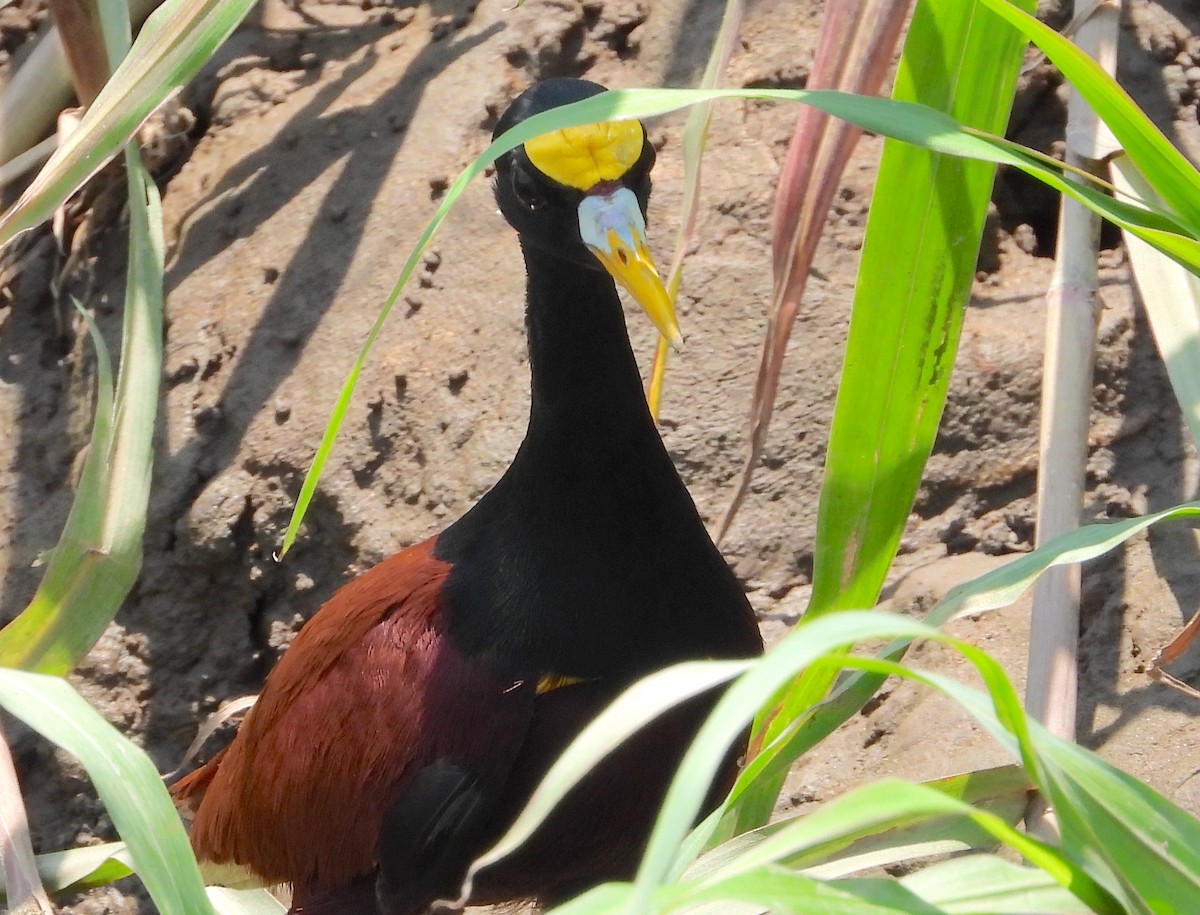 Jacana Centroamericana - ML617708569