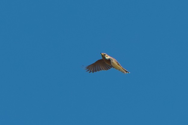 Fuscous Honeyeater - ML617708572