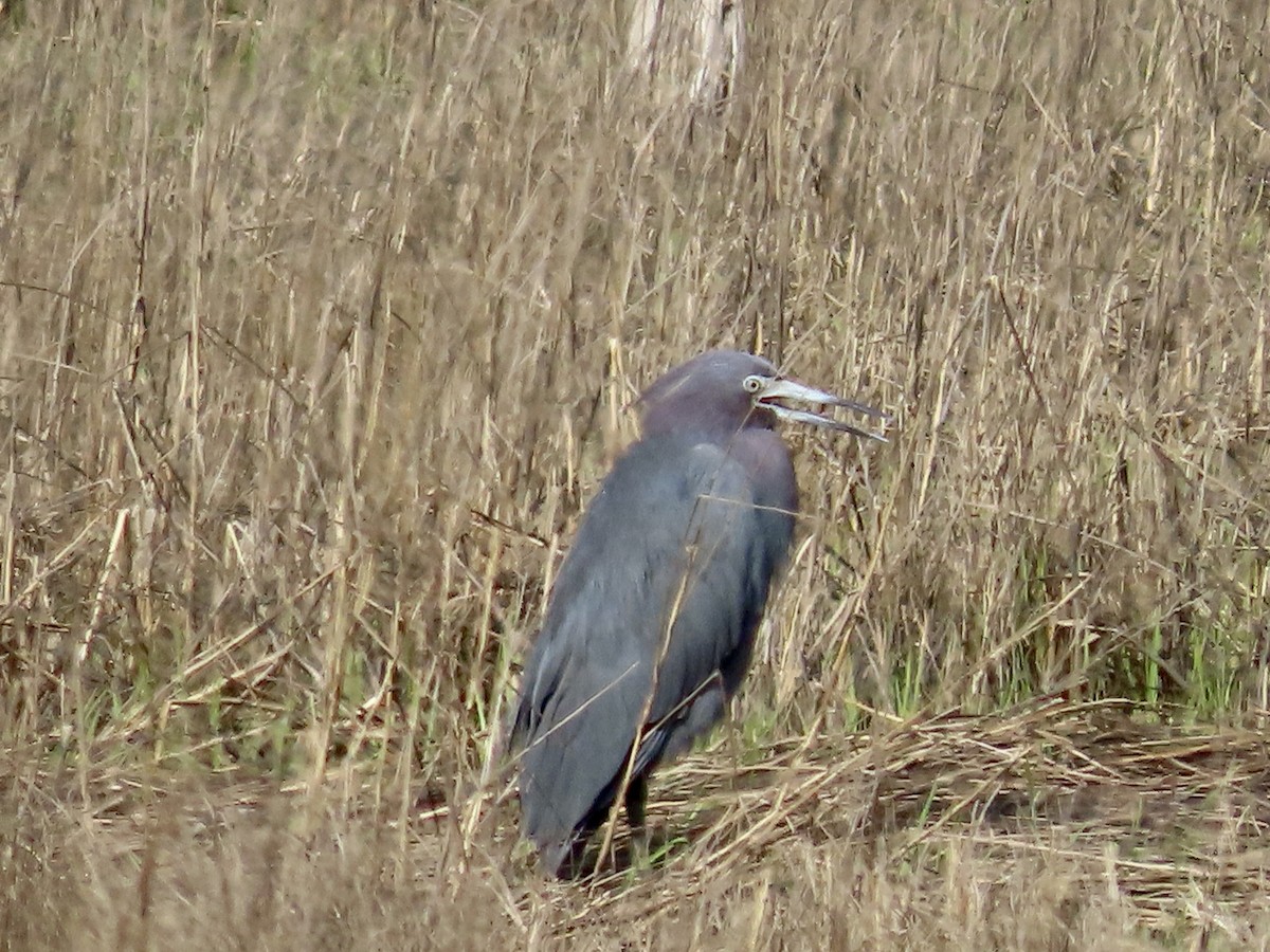 Little Blue Heron - ML617708604